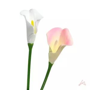 카라조화 436604