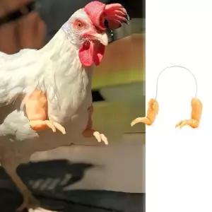 관상닭 의팔 조류용품