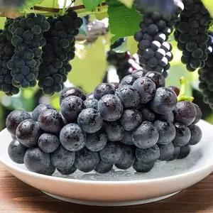 산지발송 하우스 고당도 거봉포도 1kg 외 택1 김천포도 송산 캠벨