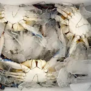 [예약판매/8월31~] 26년 태안 신진도 햇 가을꽃게 급냉 3kg (10~15미)