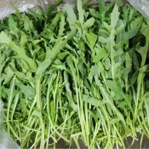 국내산 와일드 루꼴라 특품 500g 샐러드용 채소
