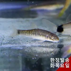 닥터피쉬 50마리 (각질 청소 물고기)