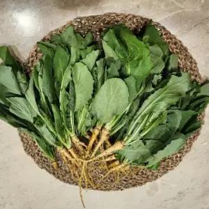순천 노지 생 고들빼기 특상품 1kg