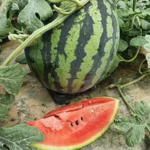 [셀러허브]고령 함안 꿀 수박 6kg 여름수박 고창수박 고령 수박 한통 함안 수박 맛있는수박 (S28414493)
