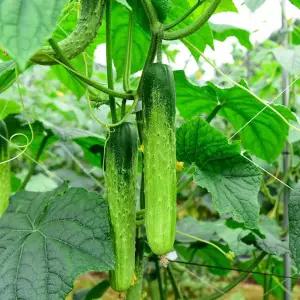 국내산 신선한 정품 백오이 3kg
