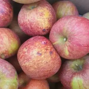 사과 10kg (가정용 쥬스용)