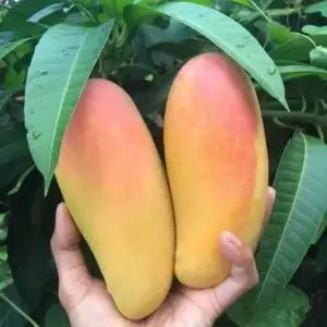 [NS홈쇼핑][달가] 마하차녹 무지개망고 2kg(4~6입) / 태국망고[35974622]