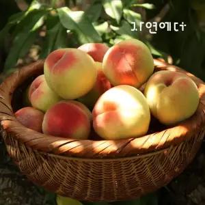 농협과일 영천 털복숭아(딱딱이) 3kg /15과내