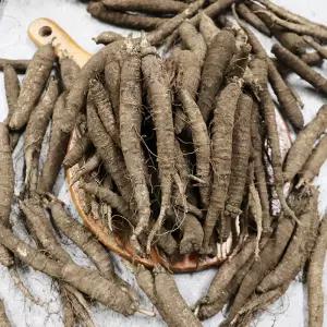 제주 햇 더덕 2kg 중사이즈 나물용 산지발송 화산토재배 140-150개내외 제주더덕