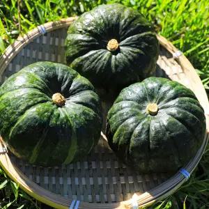 제주 달큰한 미니 보우짱 정품 밤호박 8kg (실중량 7.5kg)