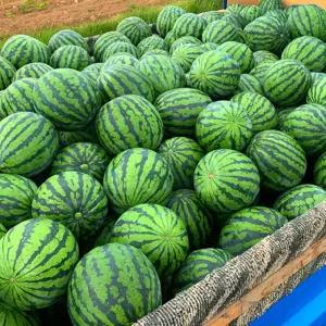 경북 고당도 꿀수박 가정용 7~8kg