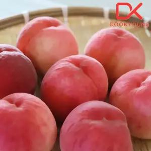딱딱이 털복숭아 중과 2kg (14과이내)