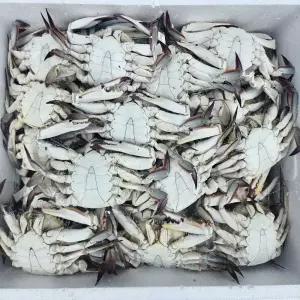 국산 봄 숫꽃게 소 10kg