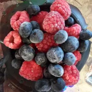 우리존 냉동3종 트리플베리 2kg 1kgx2팩 자연미가 블루베리+라즈베리+블랙베리 믹스베리3종