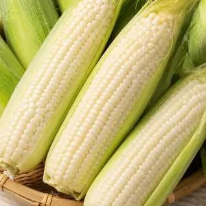 당일수확 강원도 미백 찰옥수수 특 50개입