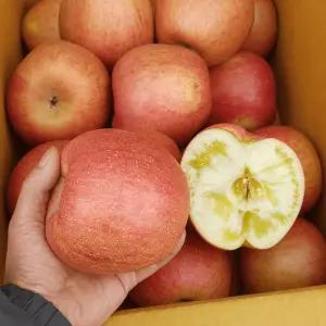 5KG +5KG 청송 꿀을한껏 머금은 햇 부사 사과 10KG 대과 (실중량)