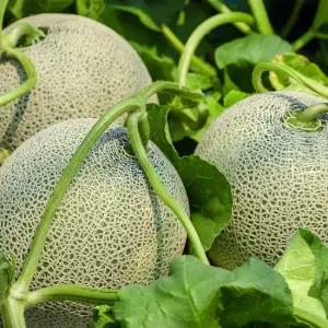 황금열매 전라남도 달콤 머스크 멜론 메론 5수 6~8kg