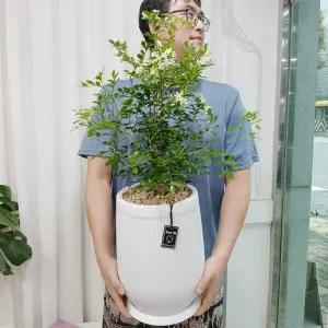 향기가 솔솔 오렌지자스민 대형 50cm~ 개업선물 집들이 축하화환 승진 퇴사선물 졸업