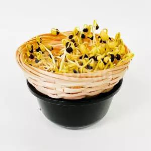 콩나물 키우기(국산콩)/재배기/재배/시루/1인/세트/키우기/1인용/가정용/과학/수업/관찰/학습/교육용/