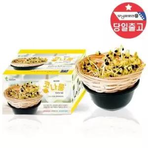 큐빅 국산 콩나물 키우기 - 씨앗 기르기 관찰학습 1인세트