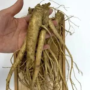 국산 약도라지 3kg 실속 국내산 흙도라지 생 도라지
