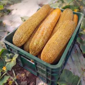 아삭한 제철 노각(늙은오이) 산지직송 5kg(4-8개내외)