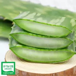 알로에 사포나리아 생잎 3키로 생알로에 알로에사포나리아