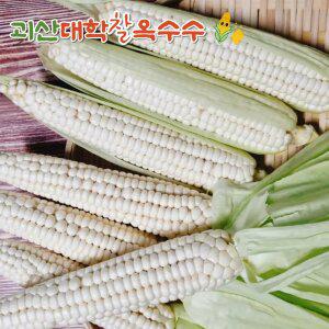 예약 괴산 대학찰옥수수 특상품 16cm 이상