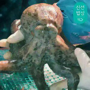 [품질보장] 이순신수산 남해안 자연산 돌문어 1kg [1-4미]