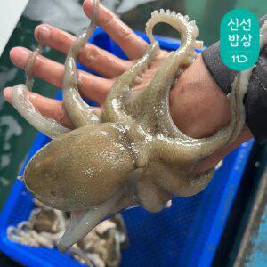 [품질보장] 국내산 활 쭈꾸미 서해안 알배기 생물 급냉 냉동 쭈꾸미 1kg [7-15미]