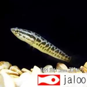 생먹이 자루 토종 가물치 5-10센티급 치어  1마리 민물고기 관상용 관찰용 방생 스네이크헤드 찬나