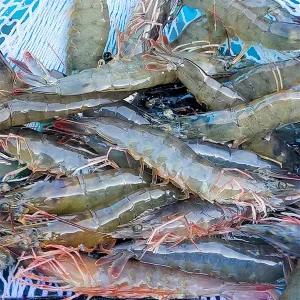 국내산 활 흰다리새우 500g
