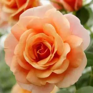 독일 넝쿨장미 묘목(피치멜바)/코데즈로즈(Kordes Rose)/덩굴