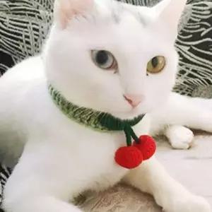 체리 강아지 뜨개 케이프 스카프 고양이 뜨개 케이프 반려동물 니트