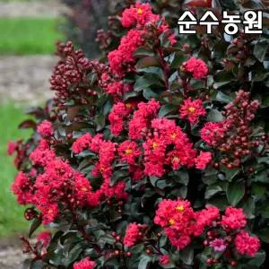 왜성배롱나무 묘목, 체리모카 개화주 15cm사각화분 1개/미니배롱