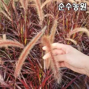 수크렁 모종, 루브룸 15cm사각화분 1개/수크령/그라스/다년초/가을꽃