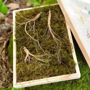 본초 산양산삼 5 6년근 10뿌리 국산100 산양삼 산삼 장뇌삼 건강식품 부모님선물 1세트 선물세트 부모님 설