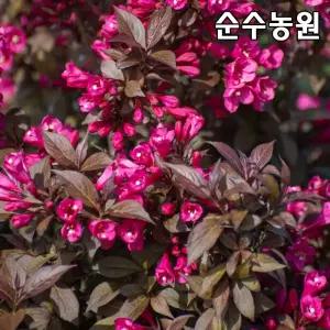 자엽병꽃나무 묘목, 블랙루비 15cm포트 1개/꽃나무/울타리