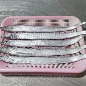 제철 국내산 생물 먹갈치 1kg