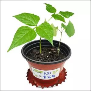 강낭콩키우기 강낭콩 한살이 씨앗 발아 성장과정 관찰 새싹키우기 식물기르기 (4개세트)