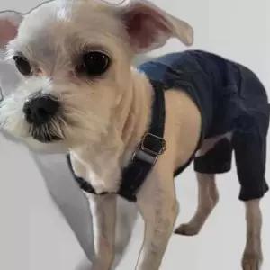 애견 잘 늘어나는 스판 편하게 입는 데일리 바지 패션