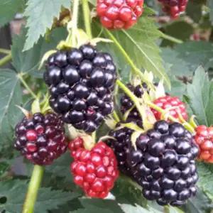 가시없는 블랙베리(슈퍼 복분자) V9/삽목 1년 포트 두개묶음   HK008