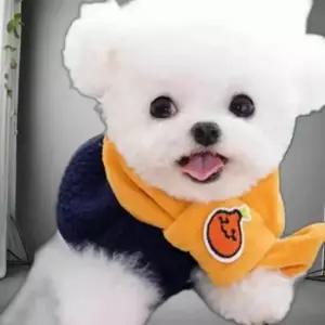 강아지옷 자몽 후리스 애견 조끼 머플러 뽀글이 반려