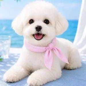 강아지 여름 목걸이 쿨링감 아이스 스카프 체온관리