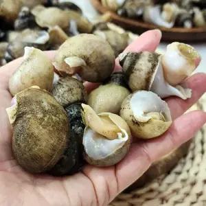 [셀러허브]동해 자연산 흑 고동 1kg 70미내외 흑 골뱅이 활골뱅이 흑고둥 바다고동 생 골뱅 (S50941018)