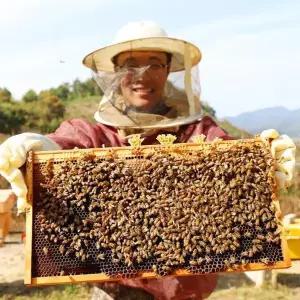 [셀러허브]국산 아카시아꿀 2.4kg 자연 잡화꿀 선물용 자연 벌꿀 (S42010671)