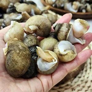 [셀러허브 식품]동해 자연산 흑 고동 1kg 70미내외 흑 골뱅이 활골뱅이 흑고둥 바다고동 생 골뱅이 회 (50
