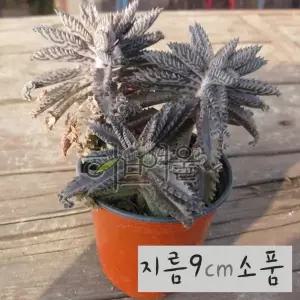 다육식물 천손초 화분 9cm 3개 세트 묵은둥이