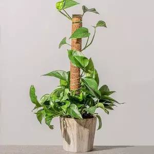 [RIZPICK]TBZ 식물지지대 수태봉 60cm 1개