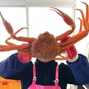 [셀러허브 식품]특품 러시아 박달 대게 2kg 내외 2미입 러시아 활 대게 러시아산대게 마가단 대게 킹 (509